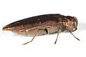 Agrilus politus - photo 4