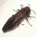 Agrilus politus - photo 5