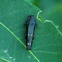 Soapberry Borer - Agrilus prionurus