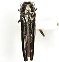 Soapberry Borer - photo 3