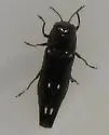Soapberry Borer - photo 4
