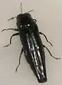 Soapberry Borer - photo 5