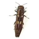 Agrilus prosopidis