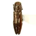 Agrilus prosopidis - photo 2