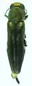 Agrilus prosopidis - photo 3