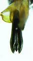Agrilus prosopidis - photo 4