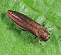 Agrilus pseudocoryli - Agrilus pseudocoryli