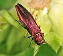 Agrilus pseudocoryli - photo 2