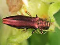 Agrilus pseudocoryli - photo 3