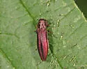 Agrilus pseudocoryli - photo 4