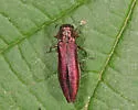Agrilus pseudocoryli - photo 5