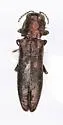 Agrilus pseudofallax - Agrilus pseudofallax