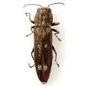 Agrilus pseudofallax - photo 3