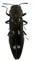 Agrilus pseudofallax - photo 5