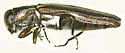 Agrilus pubescens - photo 2