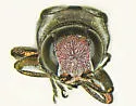 Agrilus pubescens - photo 3