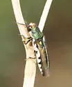 Agrilus pulchellus - Agrilus pulchellus