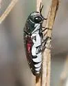 Agrilus pulchellus - photo 2