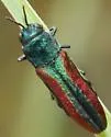 Agrilus pulchellus - photo 3