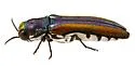 Agrilus pulchellus - photo 4
