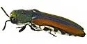 Agrilus pulchellus - photo 5