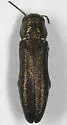 Agrilus putillus - photo 2