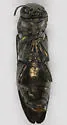 Agrilus putillus - photo 3