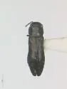 Agrilus putillus - photo 4