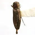 Agrilus putillus - photo 5
