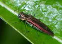Agrilus quadriguttatus