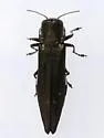 Agrilus quadriguttatus - photo 2