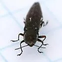 Agrilus quadriguttatus - photo 3