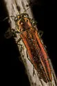 Agrilus quadriguttatus - photo 4