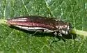 Agrilus quadriguttatus - photo 5