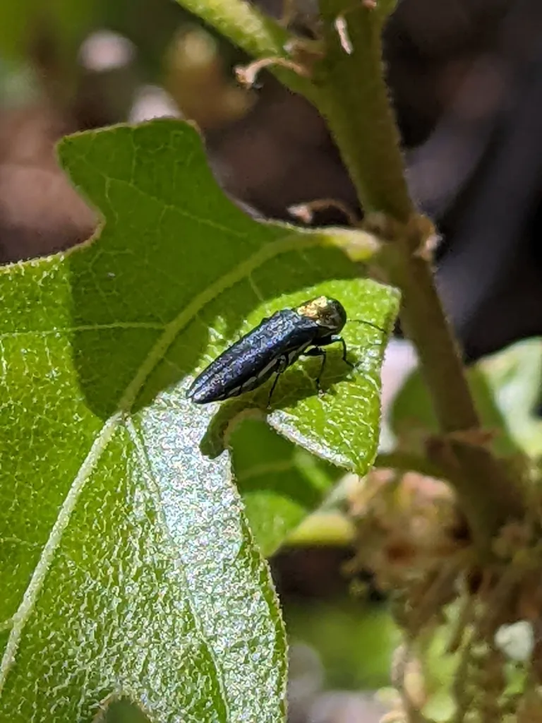 Gambel Oak Borer