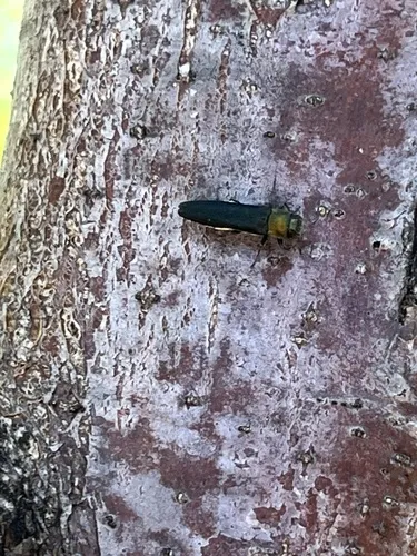 Gambel Oak Borer - photo 2