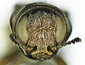 Agrilus quercus - photo 3