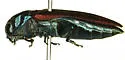 Agrilus restrictus - photo 2