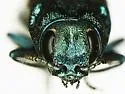 Agrilus restrictus - photo 3
