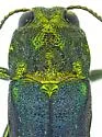 Agrilus restrictus - photo 5