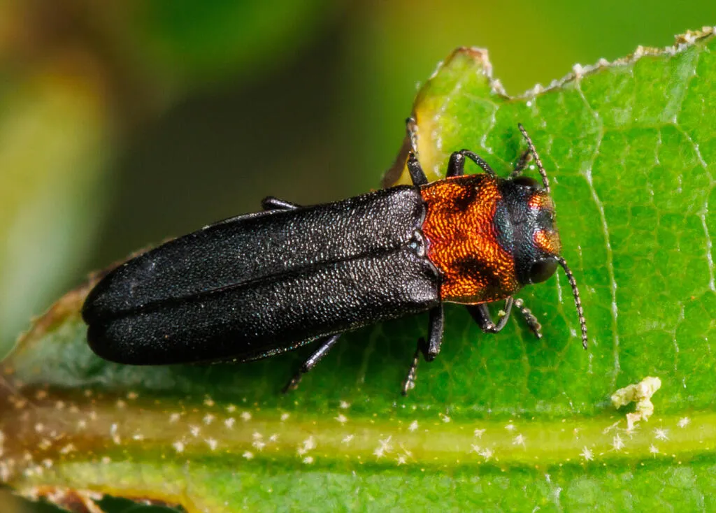 Agrilus rubroniger - photo 2