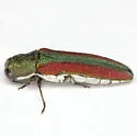 Agrilus rubrovittatus - photo 2