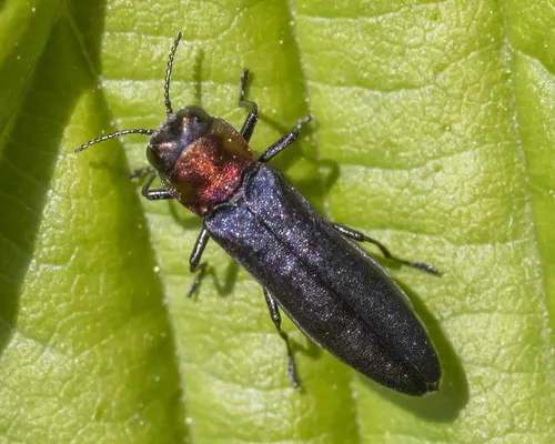 Red-necked Cane Borer - photo 2