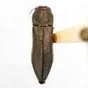 Agrilus salviaphilos