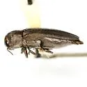 Agrilus salviaphilos - photo 2