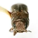 Agrilus salviaphilos - photo 3