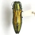 Agrilus sapindi - photo 2