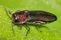 Bayberry Agrilus