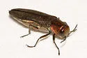 Bayberry Agrilus - photo 2