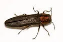 Bayberry Agrilus - photo 3